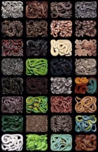 WorldSnakeDay2024